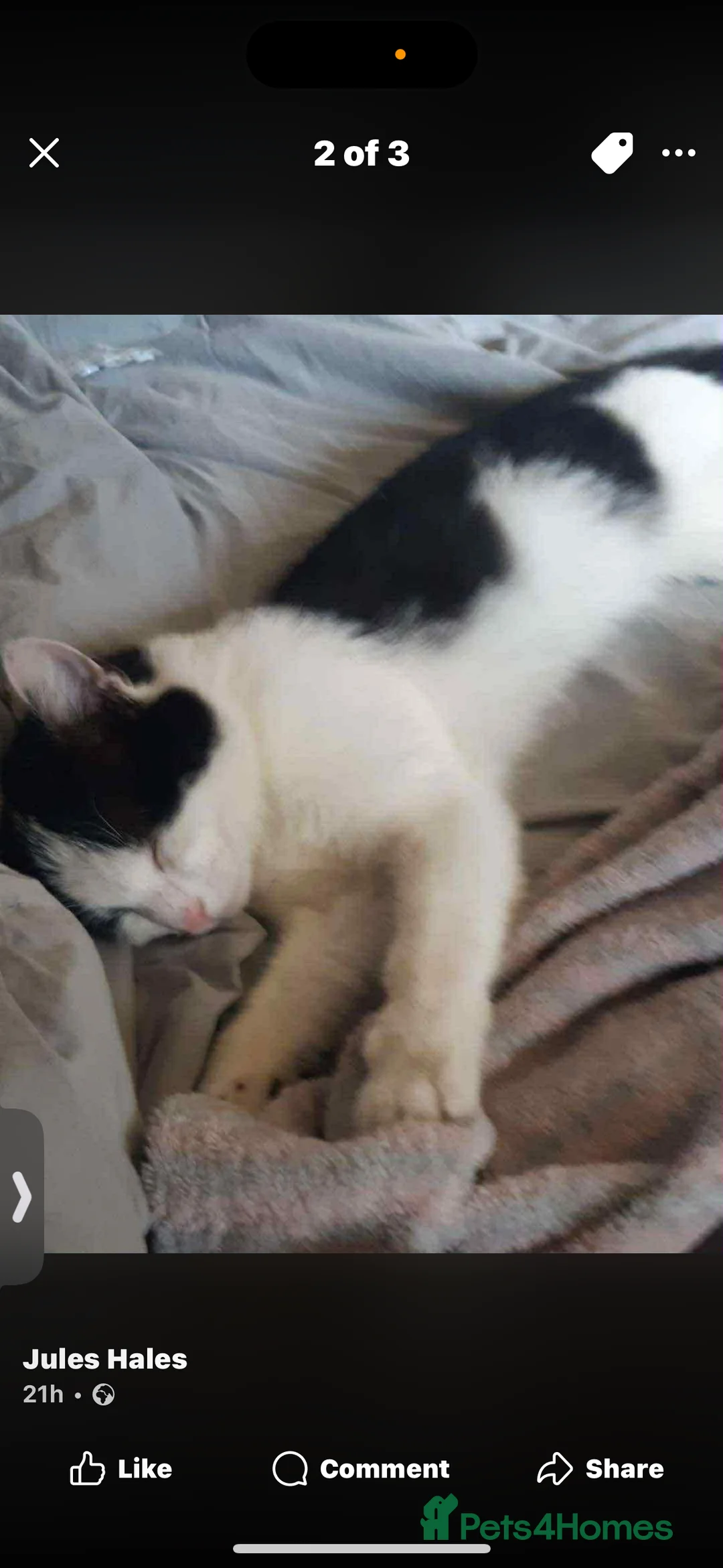 Domestic Shorthair cats for sale: Rescue cats- 60 in total, kittens/ adults🧡🙏 - Advert 24