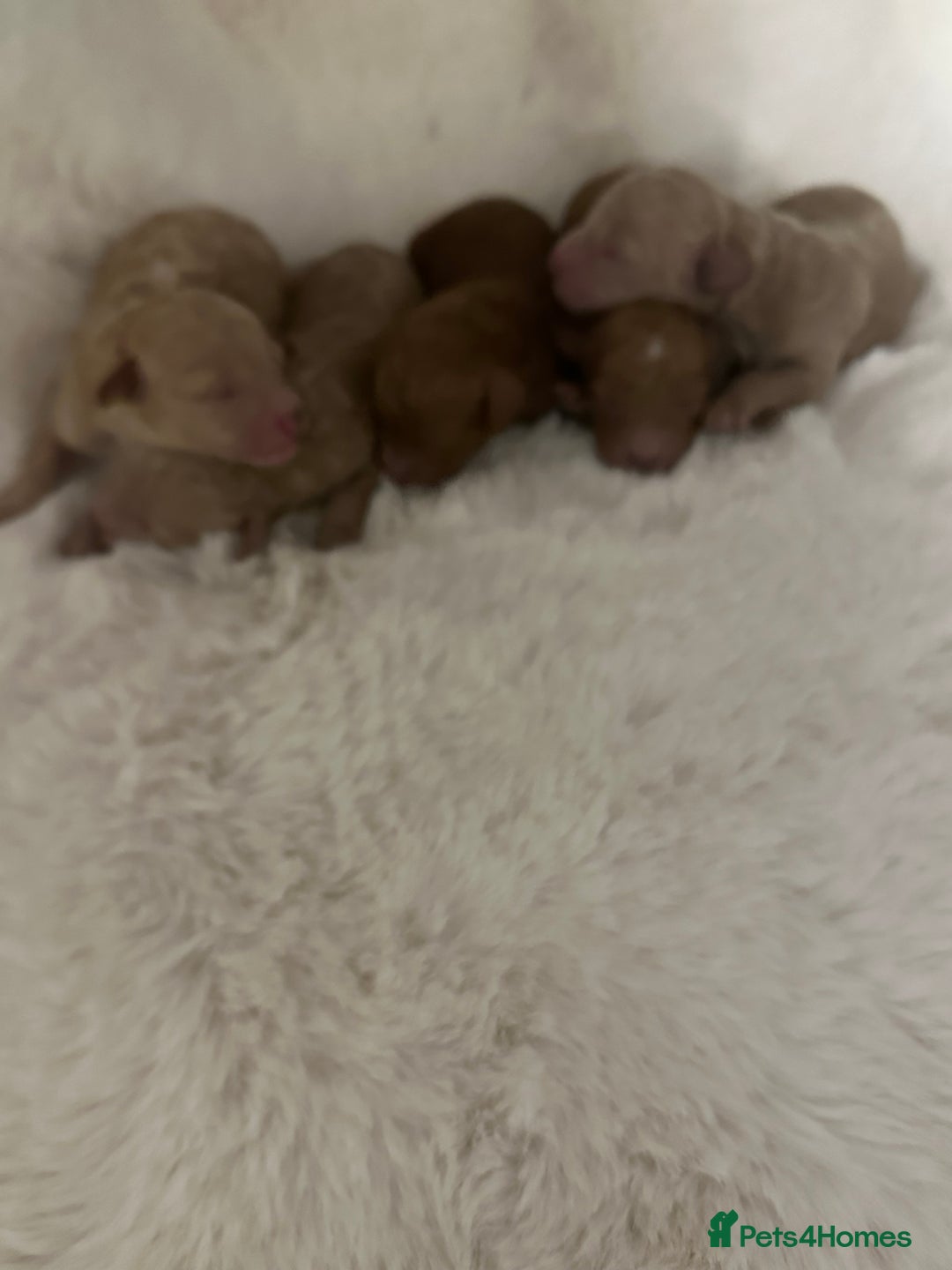 Cockapoo dogs for sale: Stunning litter of true miniature cockapoos ⭐️🐾🐾 - Advert 3