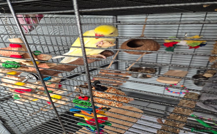 Parakeets birds - Advert 1