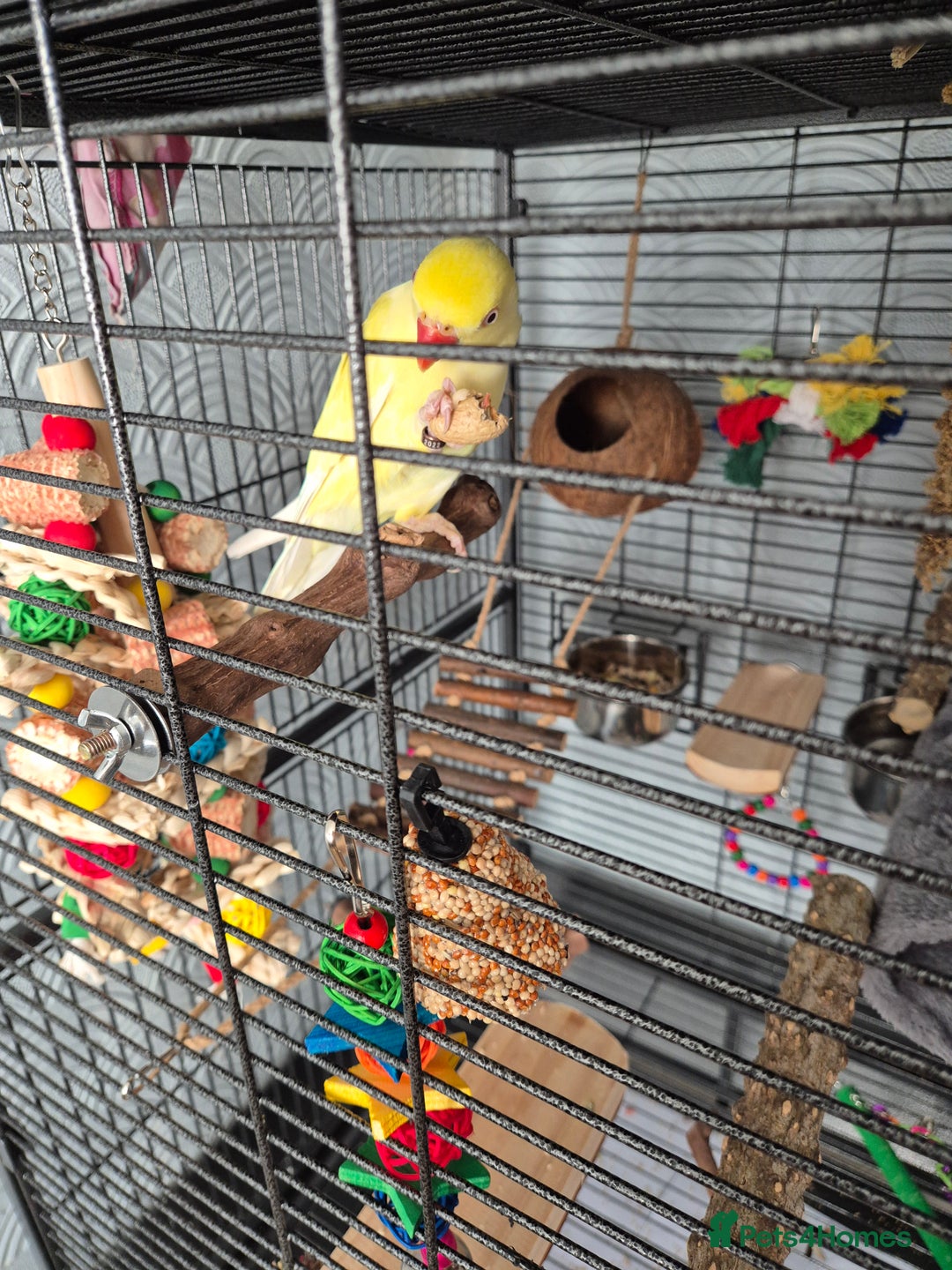 Parakeets birds for sale: Yellow Indian ringneck - Image 1