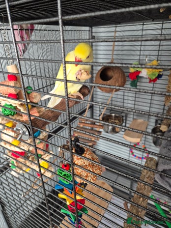 Parakeets birds - Advert 2