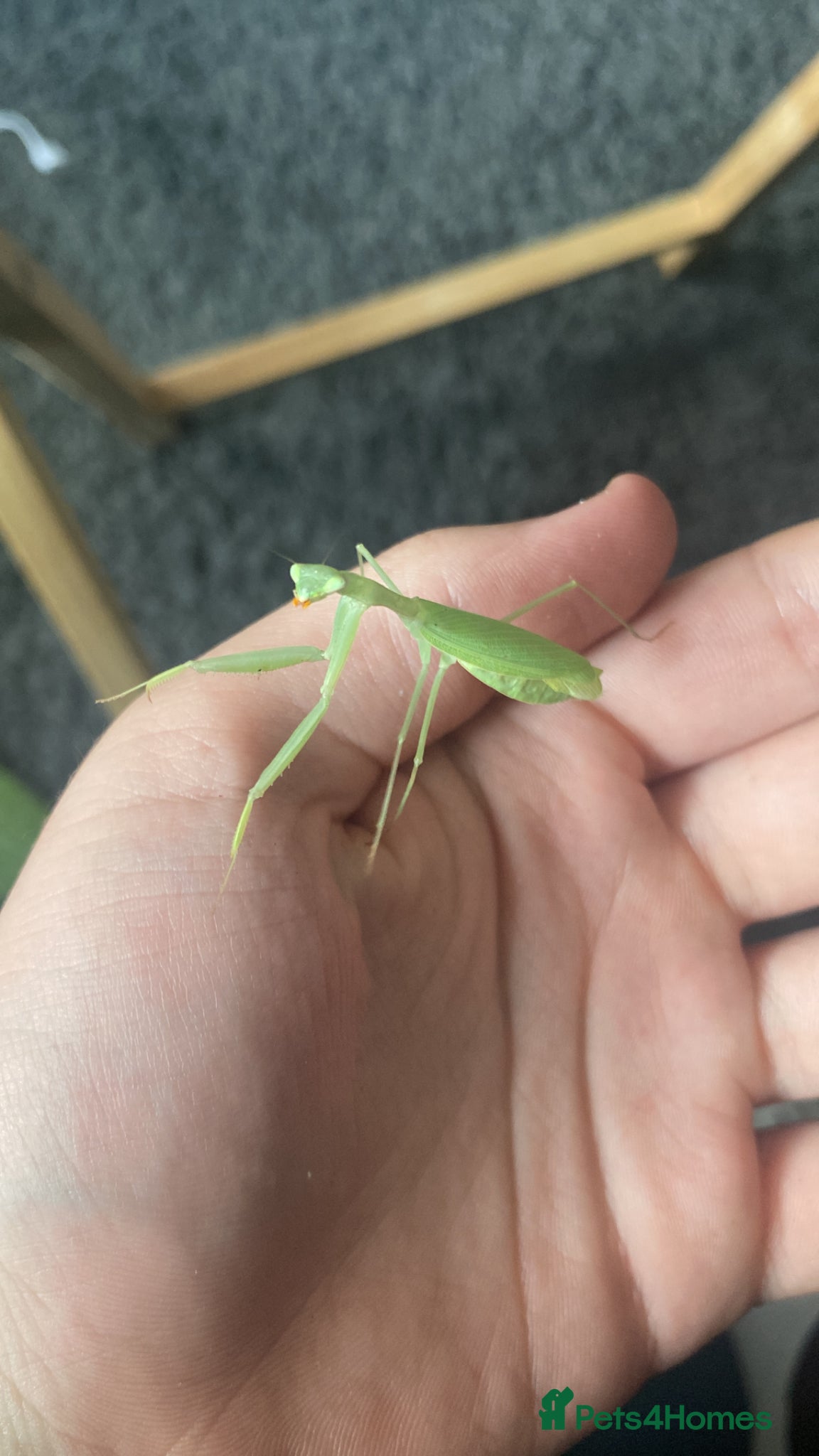 Mixed Breed invertebrates Eggs , Phasmids , stick isnects , mantis , crabs  - Advert 20