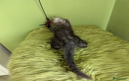 Maine Coon cats for sale: Beautiful Pedigree Maine Coon Kittens  - Image 9
