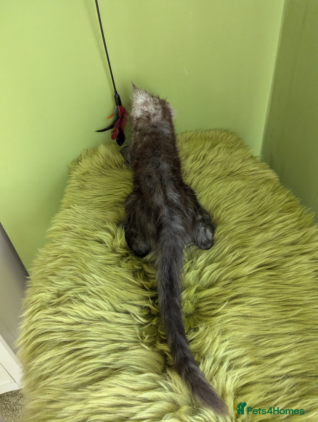 Maine Coon cats for sale: Beautiful Pedigree Maine Coon Kittens  - Image 9