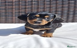 Dachshund dogs for sale: Dachshund puppies 🐶  - Image 14