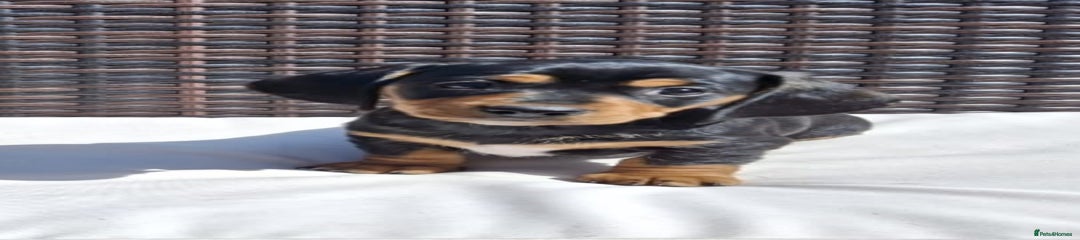 Dachshund Puppy 3