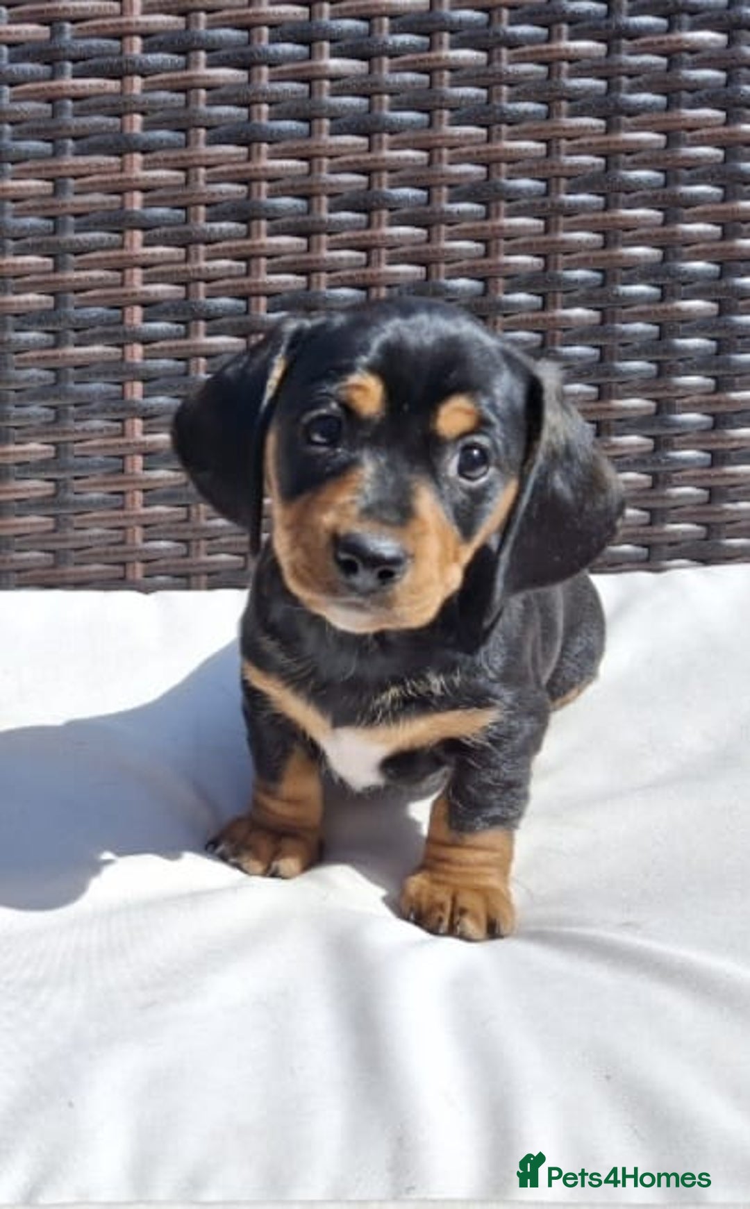 Dachshund dogs for sale: Dachshund puppies 🐶  - Image 14