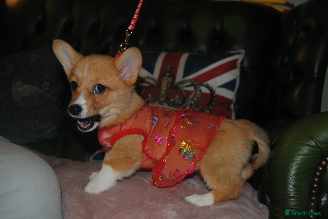Welsh Corgi Pembroke dogs for sale: Are Beautiful Girls Storm/Darling/Petal - Advert 17