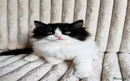 Perdoll cats for sale: Two adorable Perdoll kittens for sale - Image 2