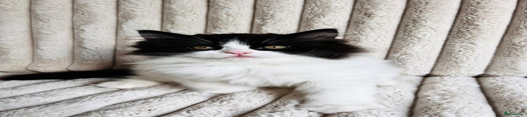 Perdoll Kitten 1