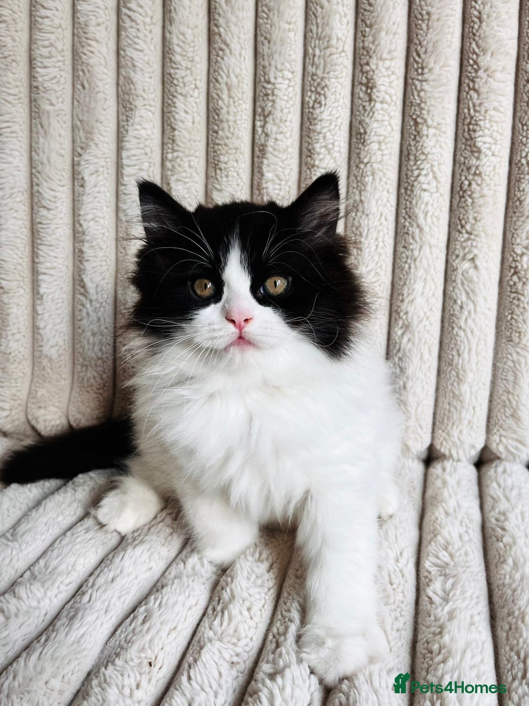 Perdoll cats for sale: Two adorable Perdoll kittens for sale - Image 2