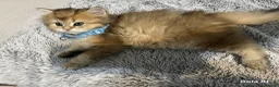 British Longhair cats for sale: 5 British longhairs for sale in London - Advert 8