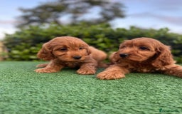 Cavapoo dogs for sale: Health checked Red cavapoo puppies - Image 4