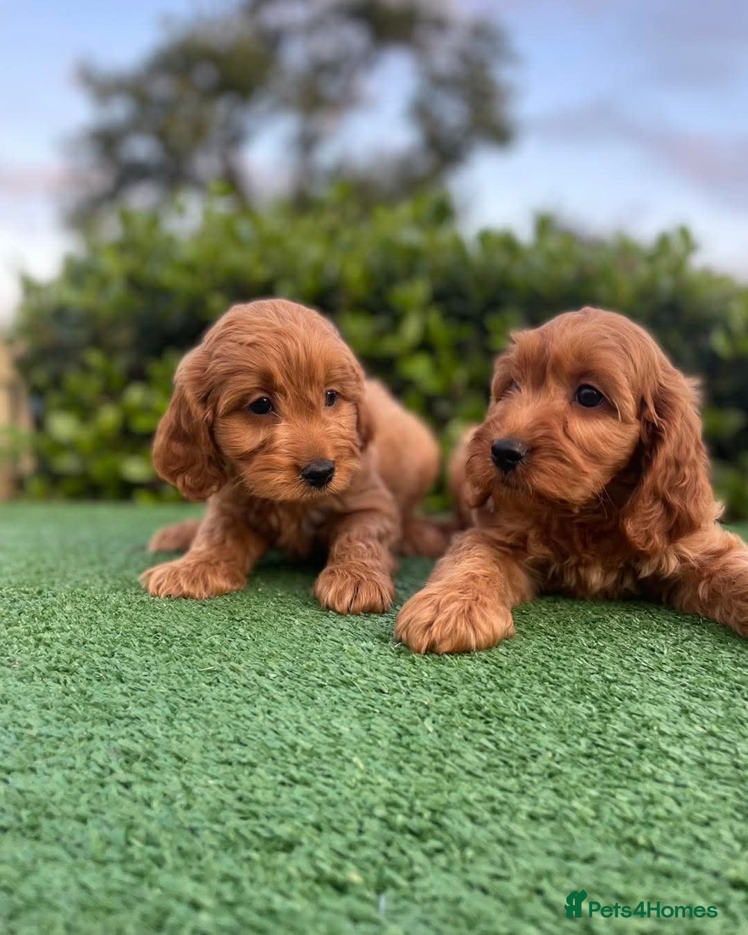 Cavapoo dogs for sale: Health checked Red cavapoo puppies - Image 4