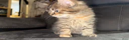 Maine Coon cats for sale: Stunning Maine Coon X Kittens Needing New Homes! - Advert 27