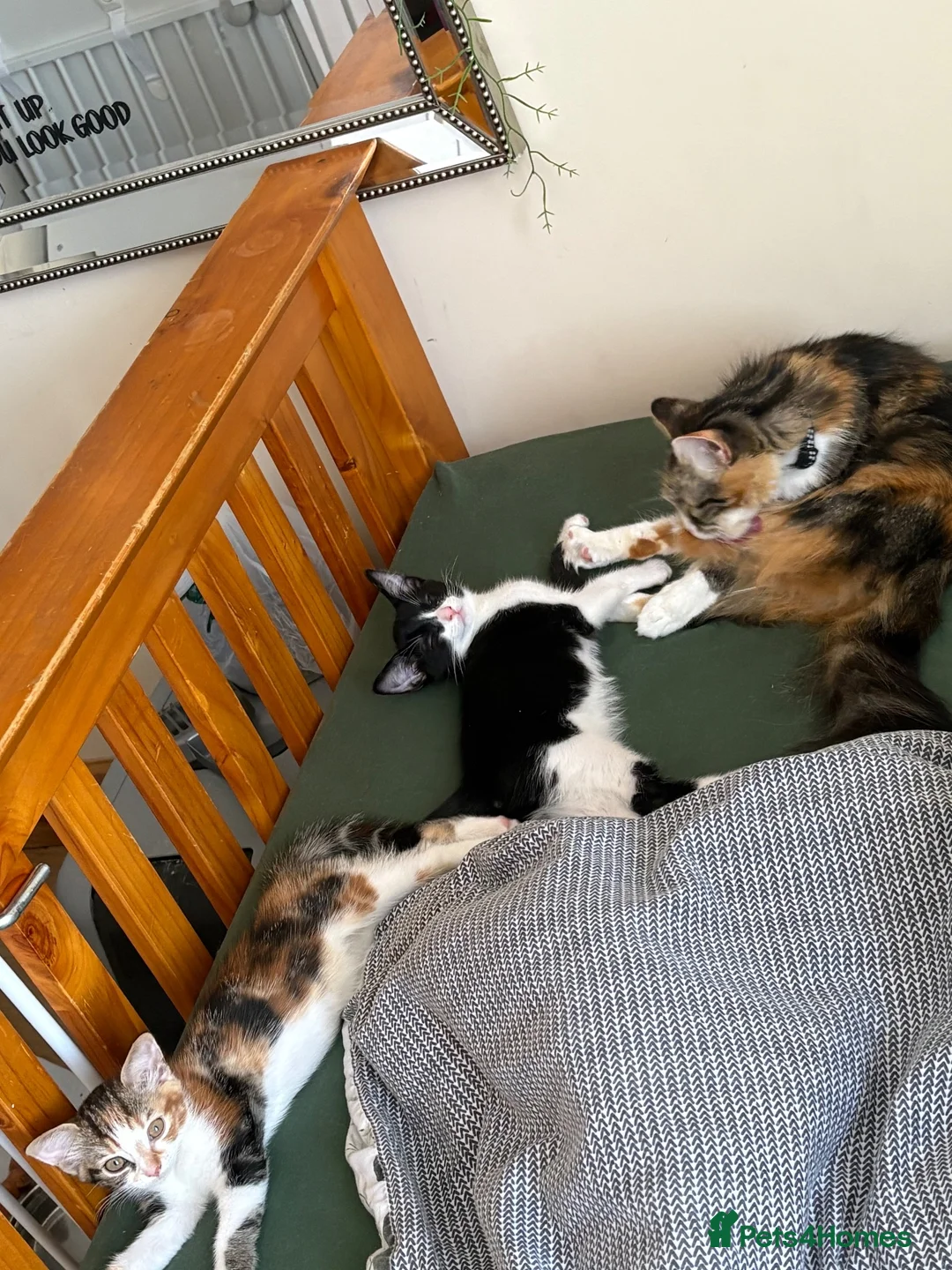 Mixed Breed cats for sale: Little boy urgent for a family. - Advert 4