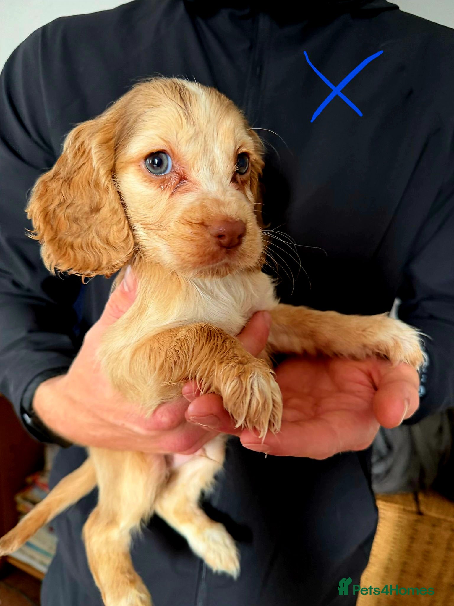 Cocker Spaniel dogs READY TO LEAVE 2 BOYS - Advert 2