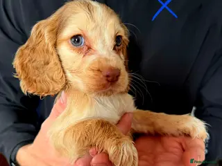 Cocker Spaniel dogs READY TO LEAVE 2 BOYS - Advert 2