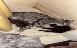 Domestic Shorthair cats for sale: 2 beautiful kittens for sale  - Image 9