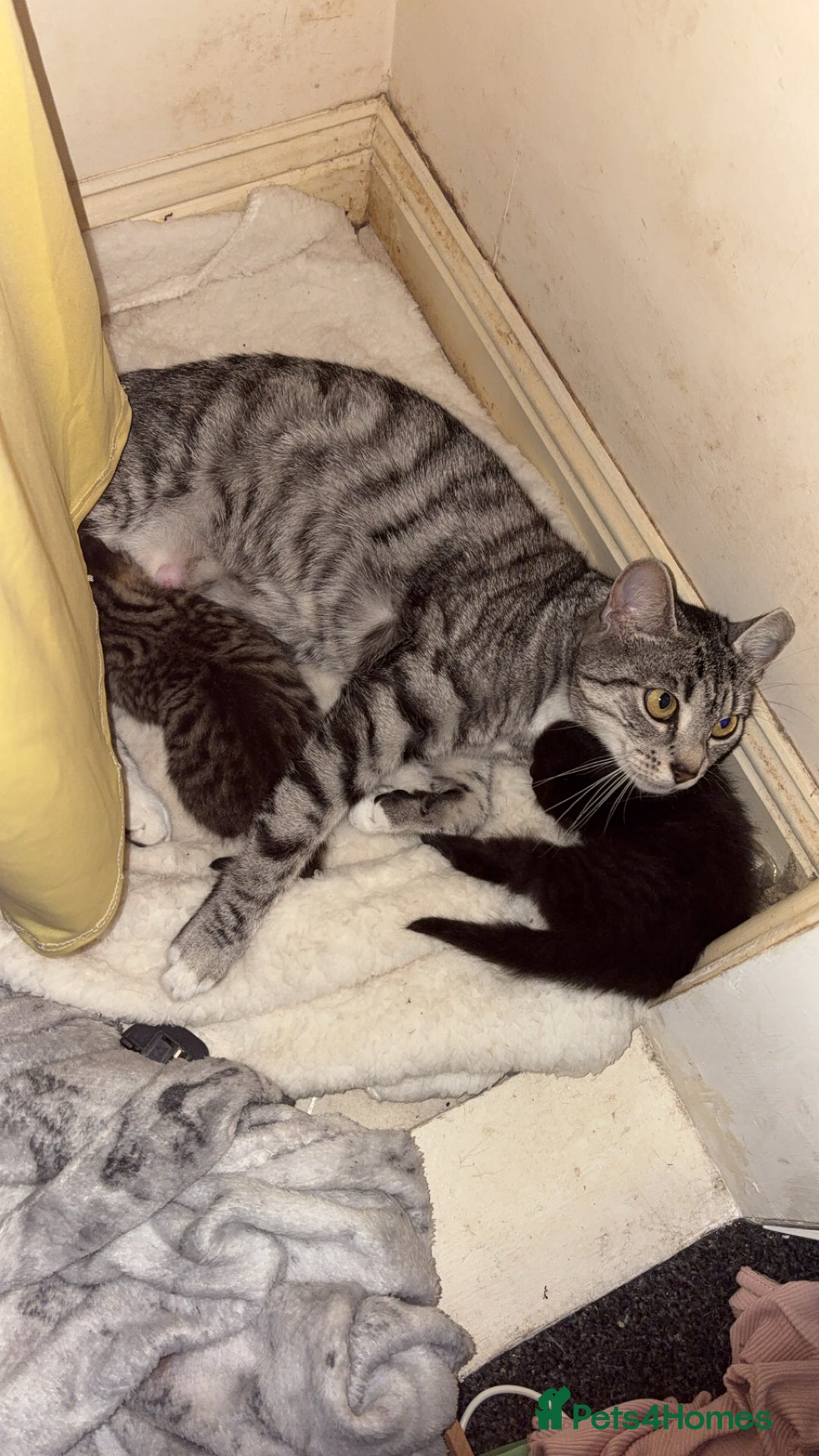 Domestic Shorthair cats for sale: 2 beautiful kittens for sale  - Image 9
