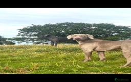 Weimaraner dogs for sale: BEAUTIFUL KC WEIM PUPS 2ND/FINAL LITTER  - Image 3
