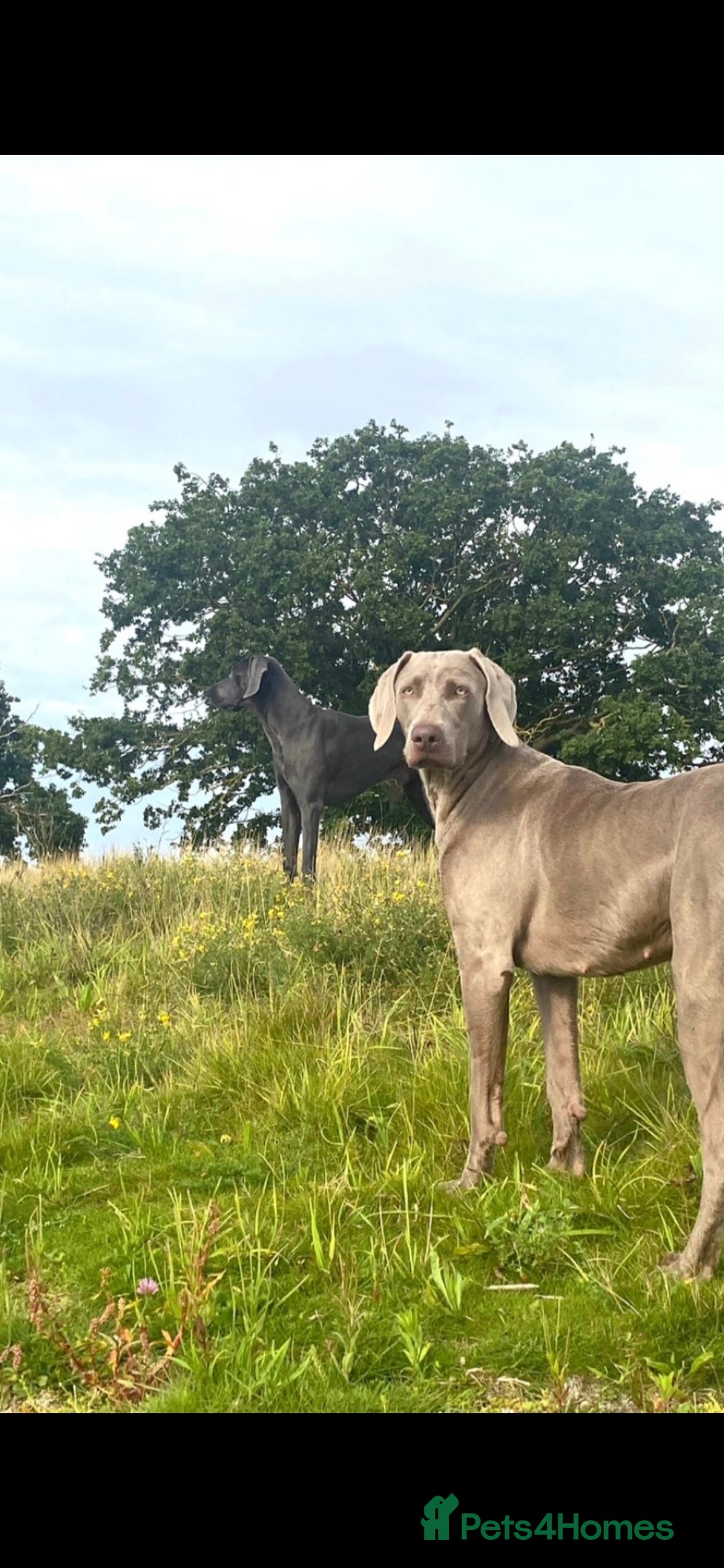 Weimaraner dogs for sale: BEAUTIFUL KC WEIM PUPS 2ND/FINAL LITTER  - Image 3