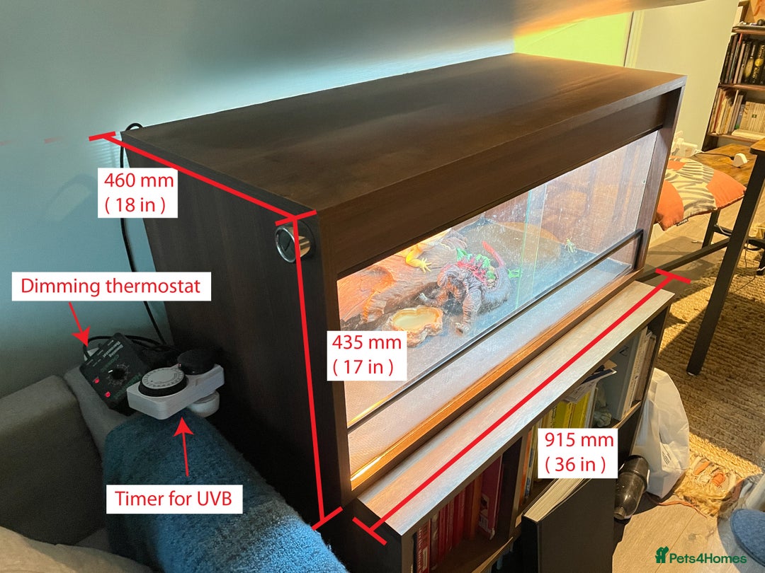 Bearded Dragon reptiles for sale: Bearded Dragon+Set - Advert 3