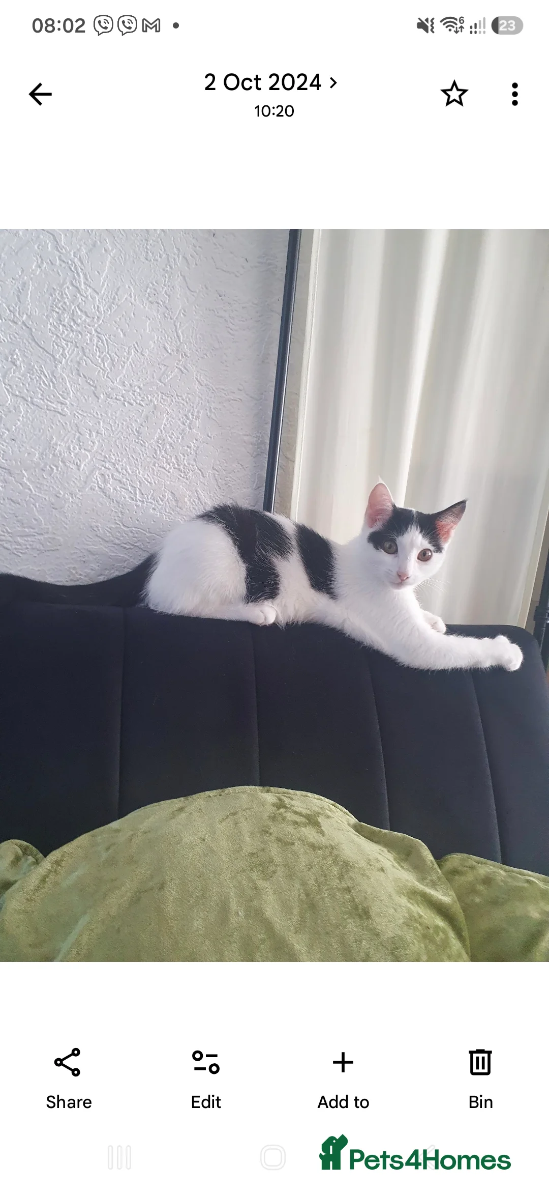 Mixed Breed cats for sale: Beautiful small cat in Eastbourne - Advert 3