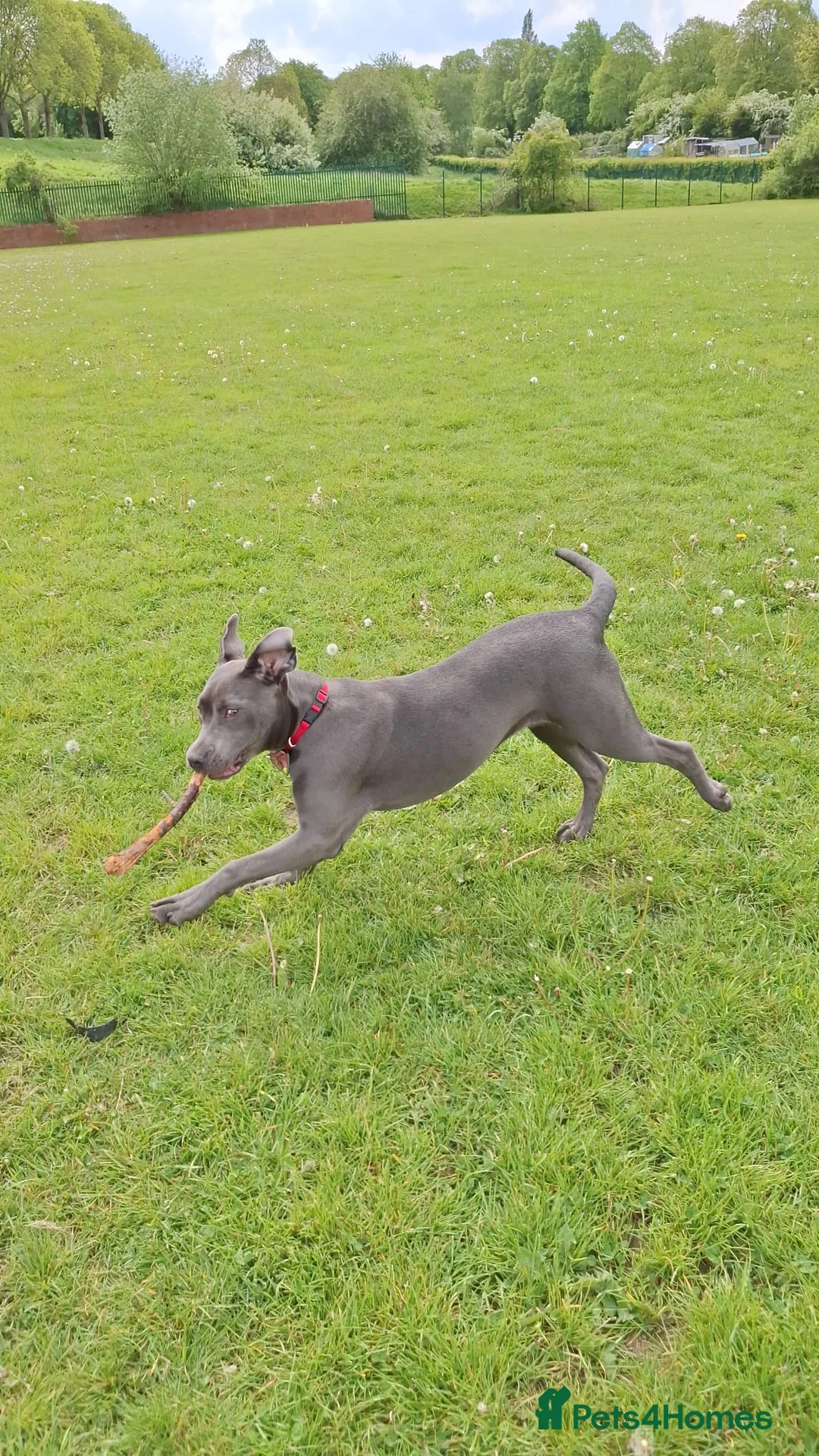 Cane Corso dogs for sale: Cane corso 6 months old in Rotherham - Advert 2