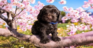 Cockapoo dogs - Advert 1