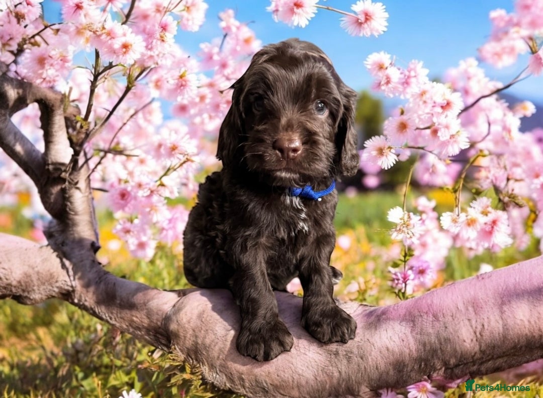 Cockapoo dogs for sale: F1 health clear stunning cockapoos - Image 2
