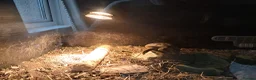 Hermann Tortoise reptiles for sale: Hermann tortoise  - Advert 4