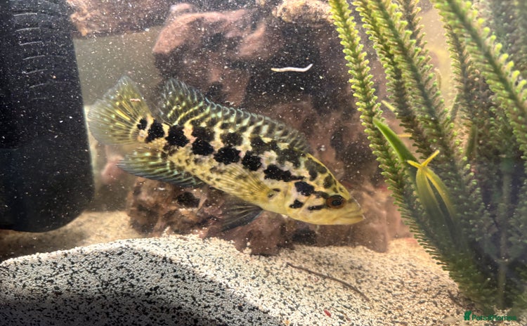 Cichlids fish - Advert 3