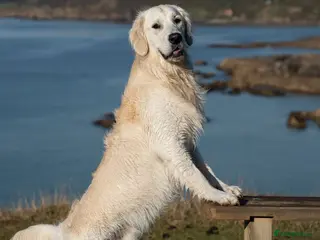 Golden Retriever dogs Kind, intelligent and loving therapy dog for stud - Advert 8