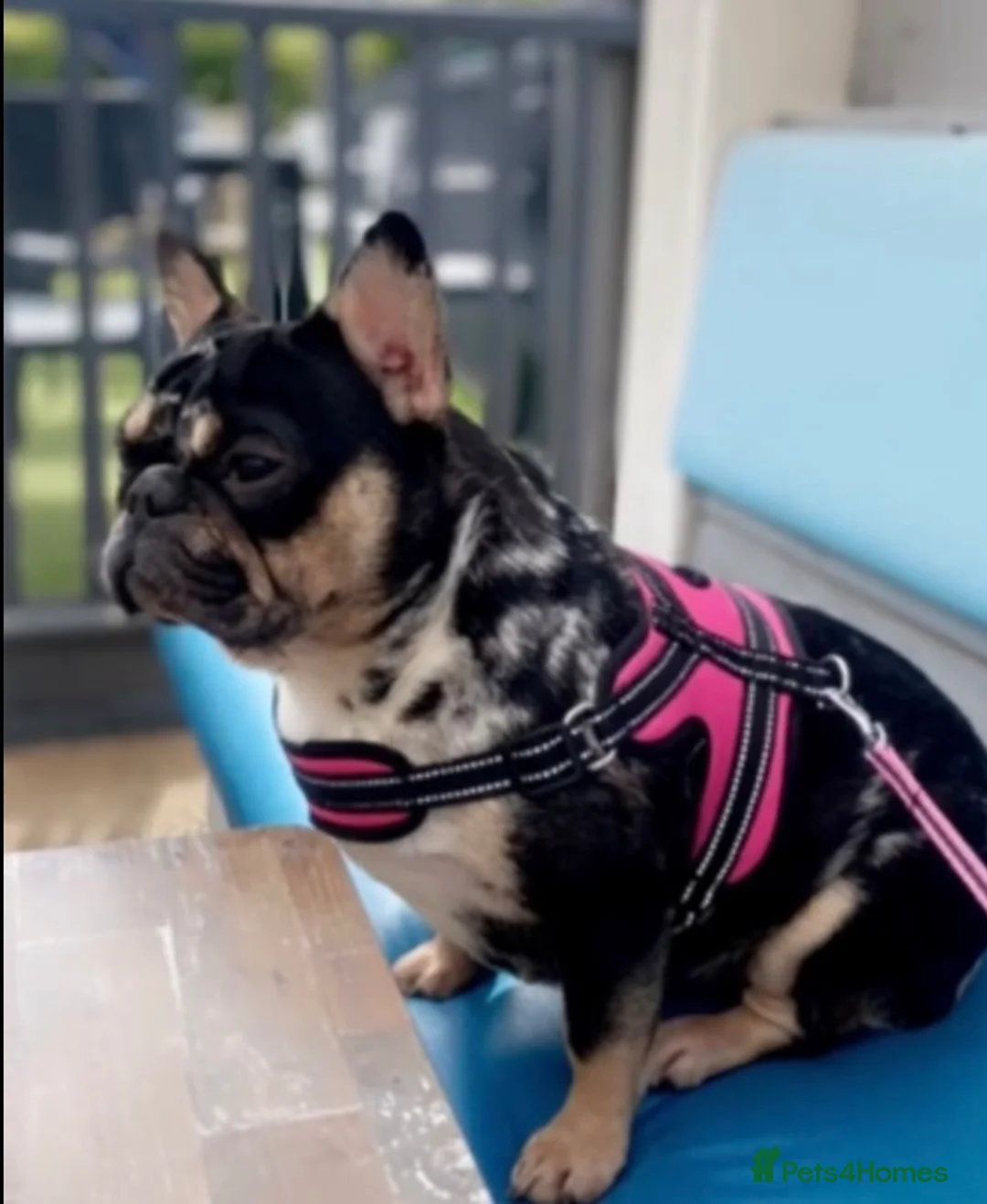 French Bulldog dogs for sale: Fluffy French bull dog puppys - Advert 2