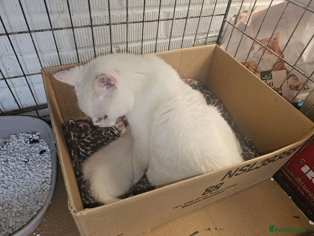 Mixed Breed cats for sale: ONLY ONE BOY WHITE KITTEN FOR SALE - Advert 2