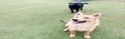 Mixed Breed dogs for adoption: Jupiter - Advert 2