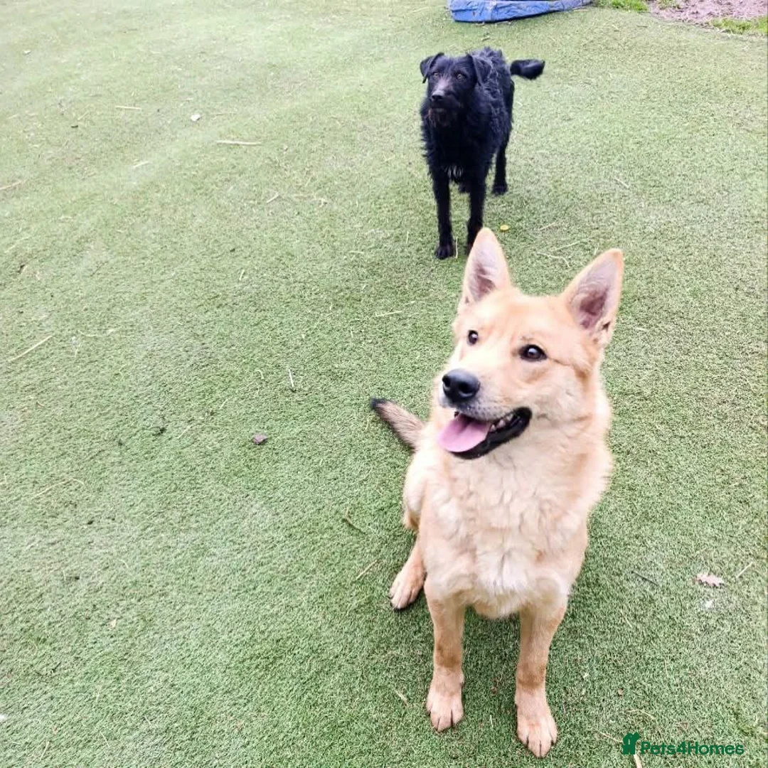 Mixed Breed dogs for adoption: Jupiter - Advert 2