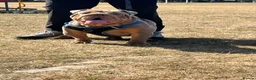 English Bulldog dogs for stud: Hugo ready for stud - Advert 5
