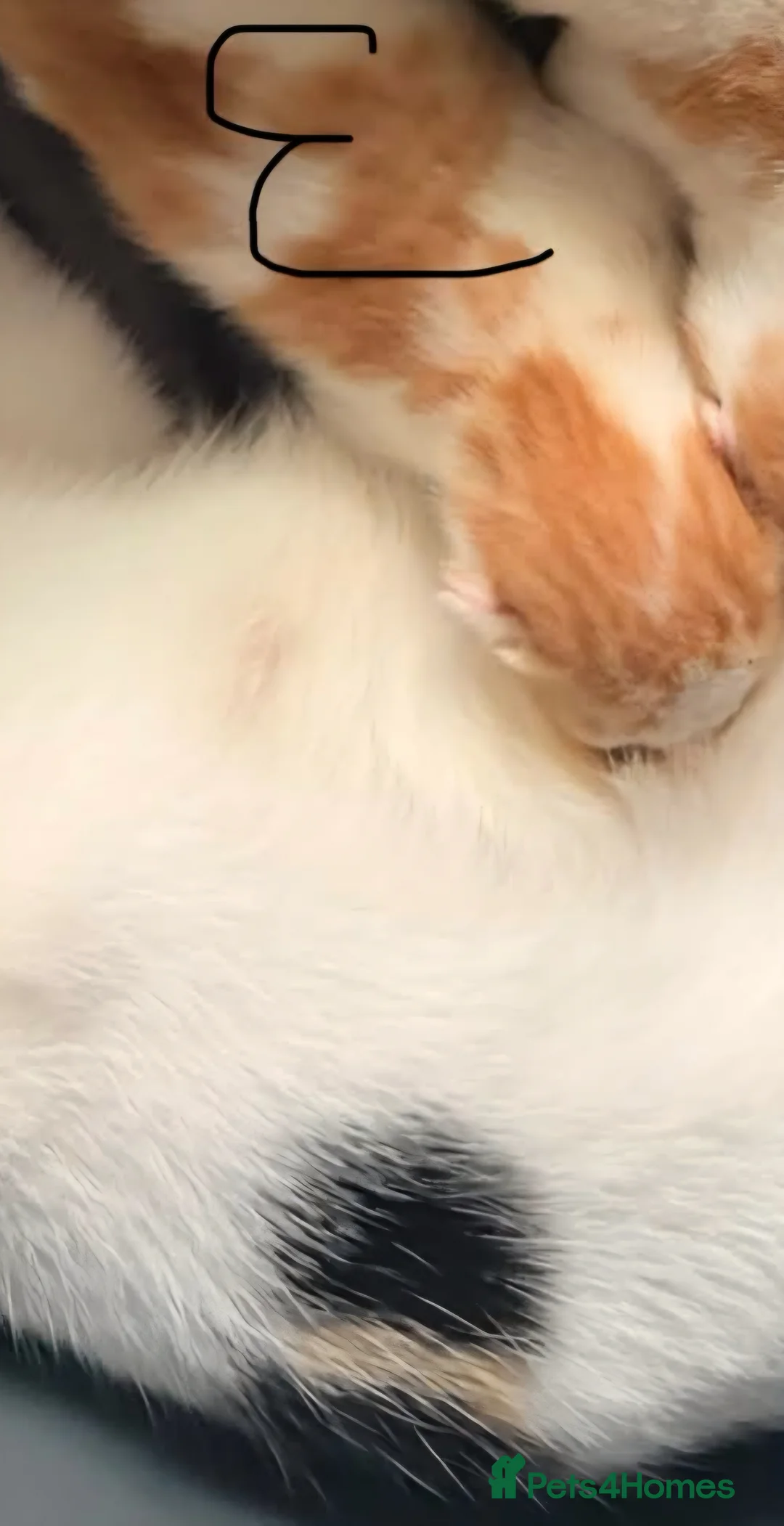 Mixed Breed cats for sale: Ginger kittens  - Advert 2