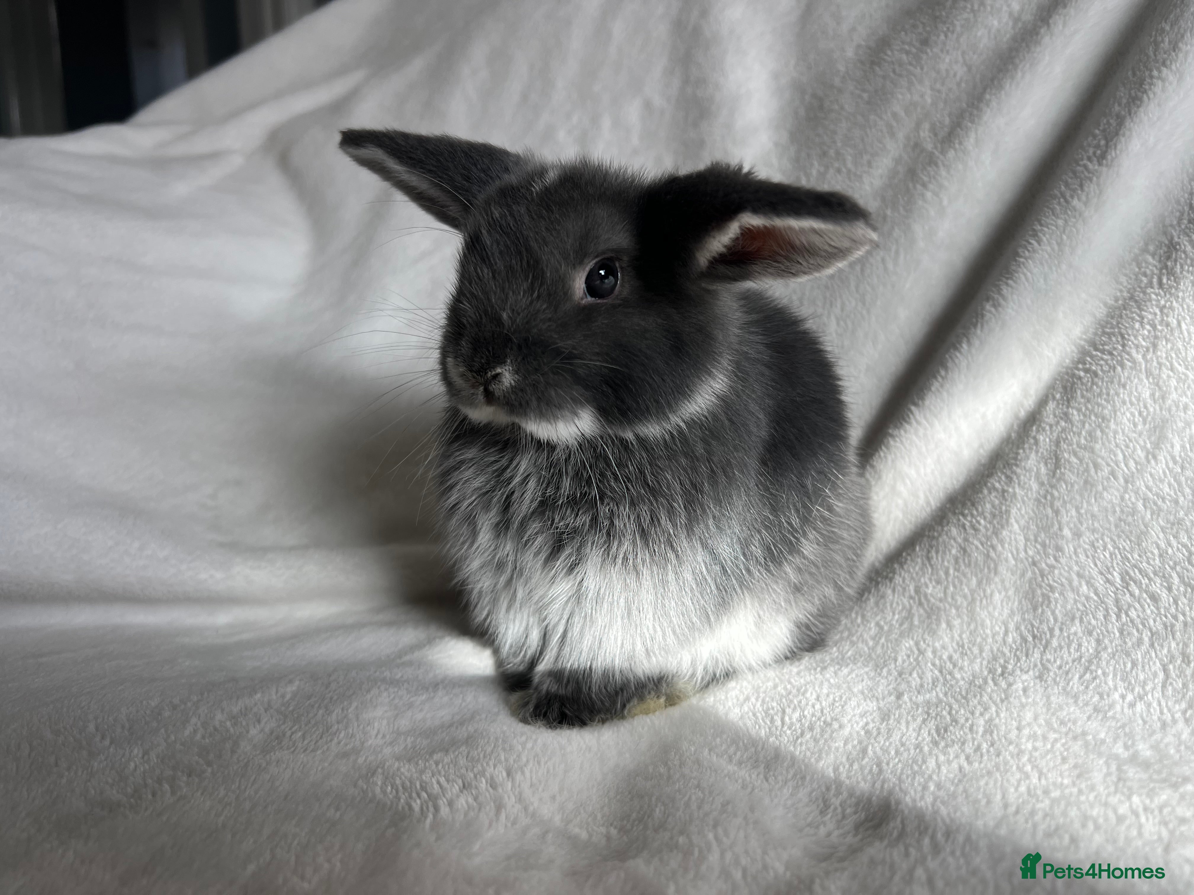 Mini Lop rabbits Mini Lops Ready Now  - Advert 6