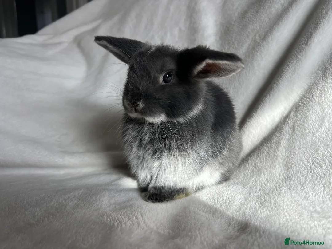 Mini Lop rabbits for sale: Mini Lops Ready Now  - Advert 1