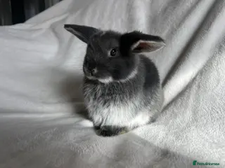 Mini Lop rabbits Mini Lops Ready Now - Advert 6