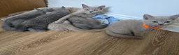 British Shorthair cats for sale: Last female-Champion Title Mum British Shorthair. - Advert 7