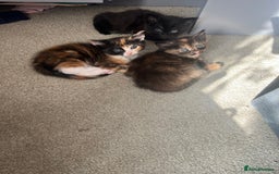 Mixed Breed cats for sale: Mixed breed kittens  - Image 5