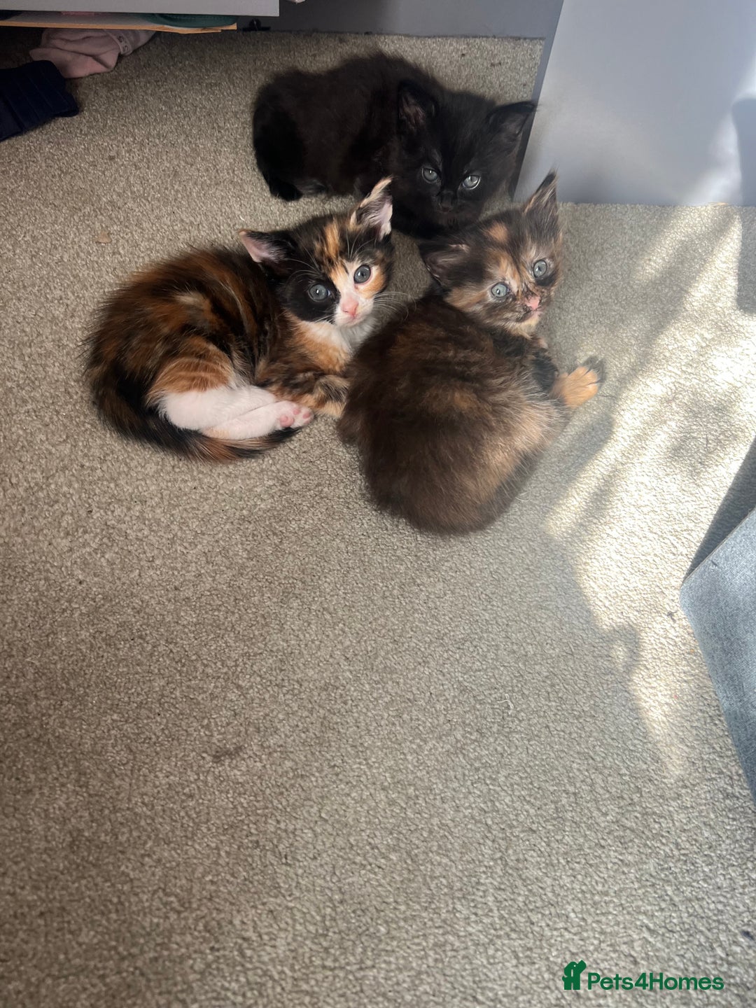 Mixed Breed cats for sale: Mixed breed kittens  - Image 5