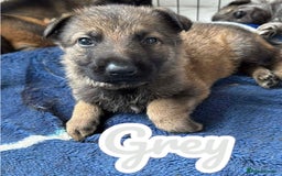 German Shepherd dogs for sale: German Shepherd Puppies  - Image 17