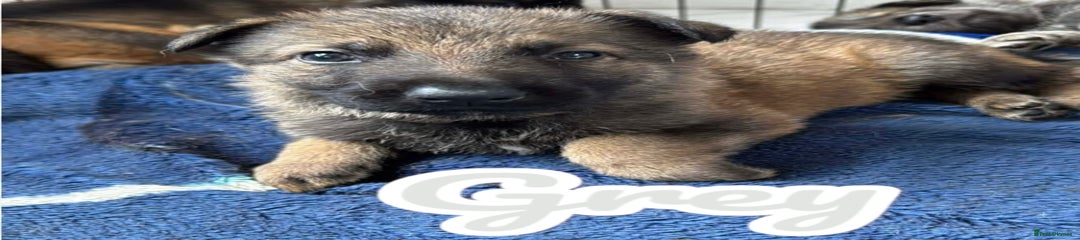 German Shepherd Puppy 2