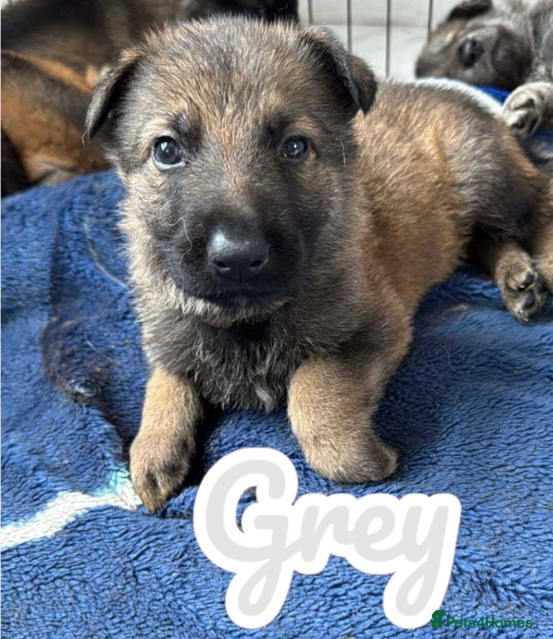 German Shepherd dogs for sale: German Shepherd Puppies  - Image 17