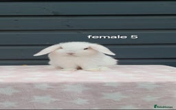 Mini Lop rabbits for sale: Gorgeous mini lop rabbits ready now  - Image 10